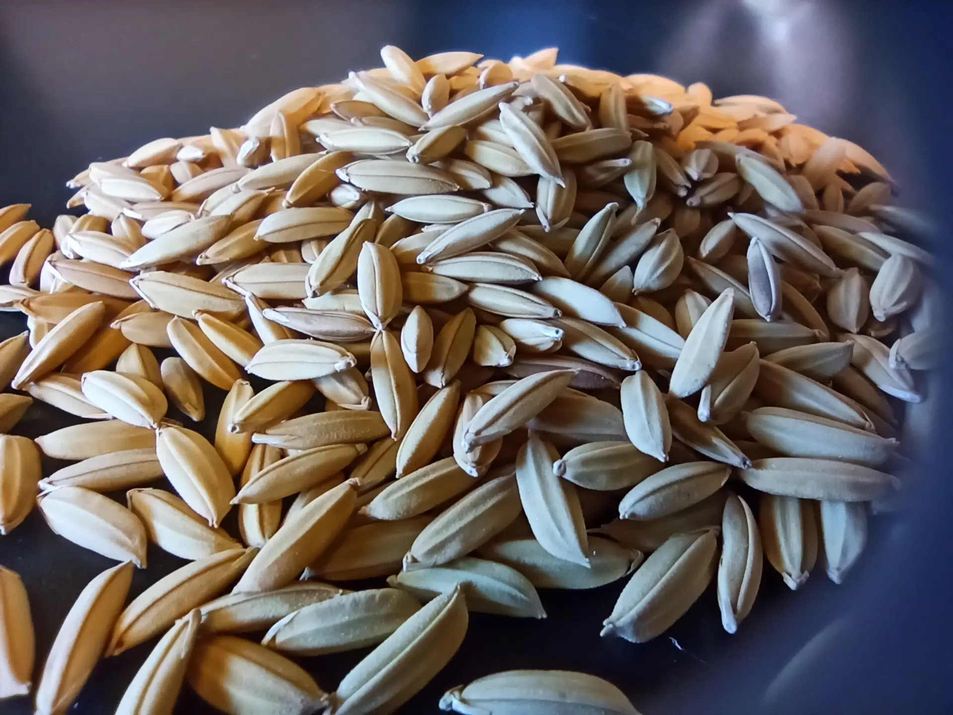 Producción de arroz en Uruguay