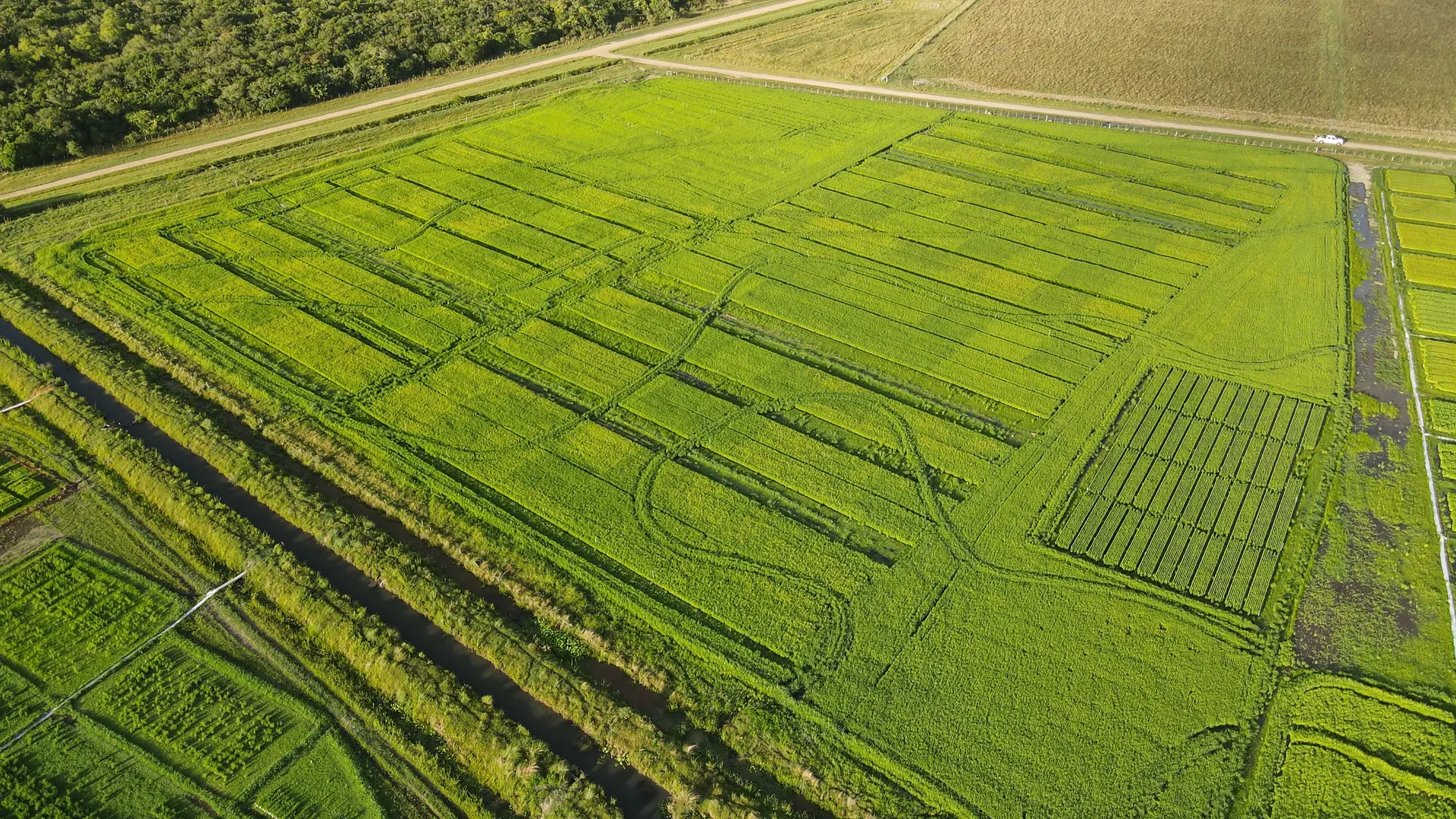 Campo de arroz uruguayo